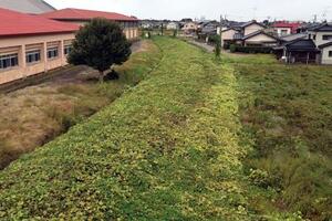 米坂線の坂町~越後大島で撮影。雑草に埋もれて線路が見えなくなってしまったカーブ