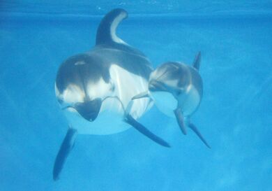 大きくなったよ マリンピアの子イルカ26日デビュー 新潟 母親 イッチ と屋内プールで一般公開 新潟日報デジタルプラス