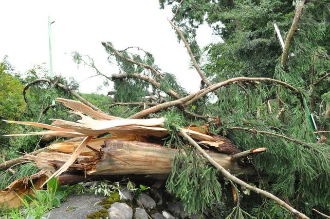 突風で倒れたとみられる樹木＝１１日、魚沼市青島