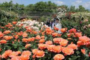 大佐渡の山々背景に咲き誇るバラ、香り高く♪佐渡市・三太郎農園で見頃、6月14日まで開園