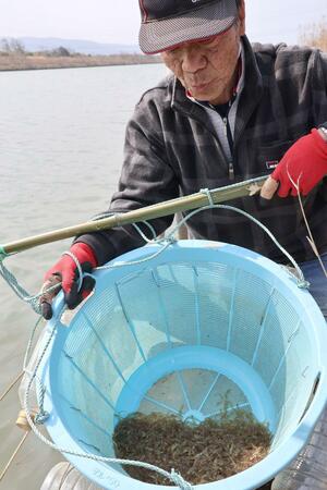 シロウオを入れた籠を持つ曽我久男さん=29日、佐渡市八幡