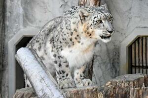　死んだユキヒョウの「リアン」（名古屋市の東山動植物園提供）