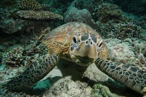 アオウミガメ((C)Nicholas J Pilcher、IUCN)