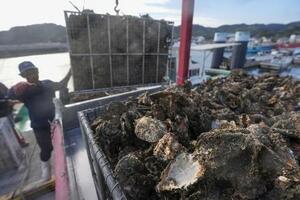 　広島県呉市沖で水揚げされた養殖カキ。大量死の影響でほとんどが商品にならないという＝１８日
