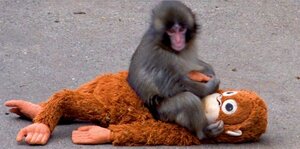 子ザルのパンチ （C）ORICON NewS inc.