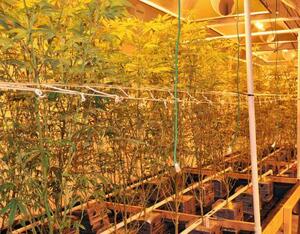 米ロサンゼルスで栽培される医療用大麻=2015年12月