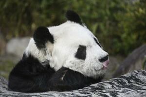 昨年3月に死んだ神戸市立王子動物園のジャイアントパンダ「タンタン」=2024年3月(市提供)
