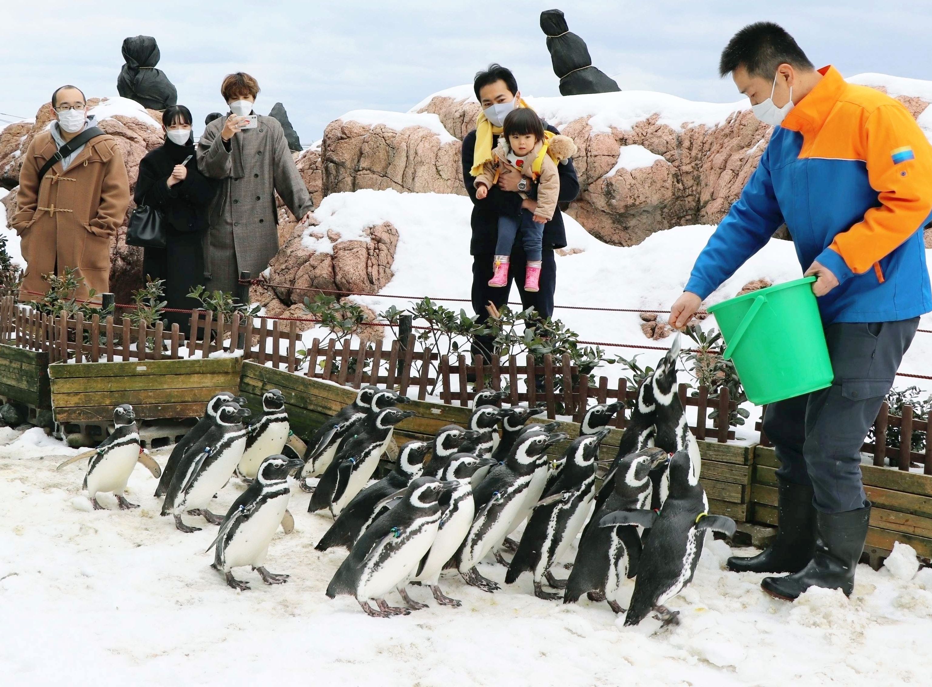 うみがたりでペンギンに癒やされ 新潟日報デジタルプラス