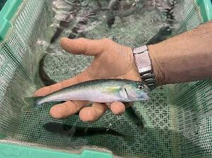 北海道白老町の養殖施設で育てられたホッケの稚魚(同町提供)
