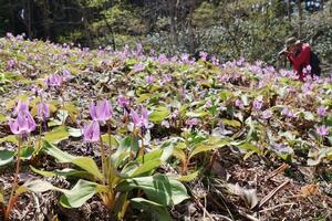 見頃を迎え、辺り一面を紫色に染めるカタクリ＝１４日、三条市北五百川