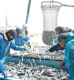 漁船からクレーンを使って運ばれる大量のイワシ。今季最多の水揚げとなった=2月26日、佐渡市春日
