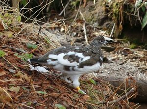 新潟県妙高市の火打山山頂付近で確認されたライチョウ=2011年10撮影