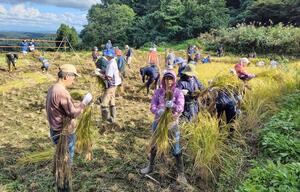 稲刈り体験に汗を流すヤマタネの株主=十日町市