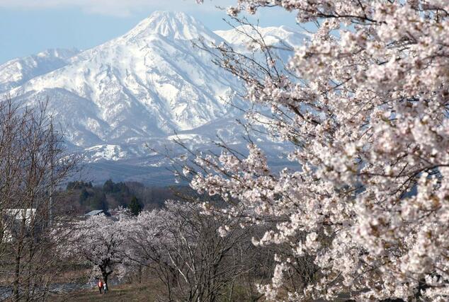 妙高山に現れた雪形「跳ね馬」８日、妙高市