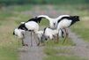 親鳥と餌をついばむコウノトリのひな=19日、上越市柿崎区