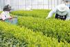 茶畑で新芽を摘み取る人たち＝８日、村上市田端町