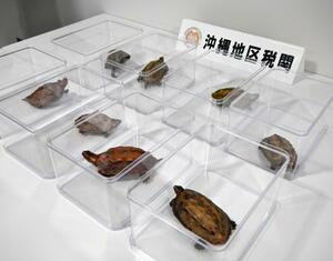 沖縄地区税関が押収した、国の天然記念物で絶滅危惧種の「リュウキュウヤマガメ」=24日午前、那覇市