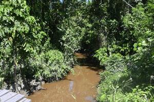 野戦病院跡地へ続くとされる密林=インドネシア・アミシラ=3日(共同)