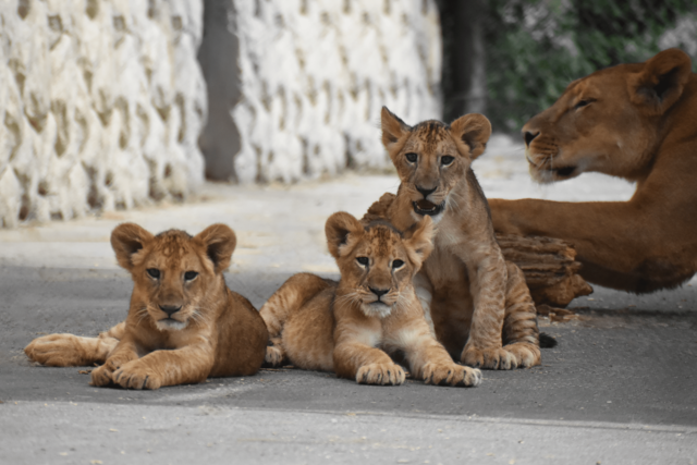 5月に生まれた仔ライオンと母親