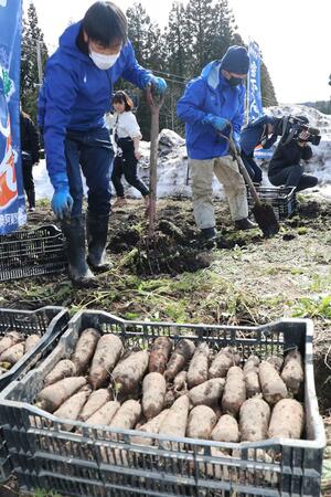 手作業で雪下ニンジンを掘り起こす生産者ら＝６日、阿賀町日野川