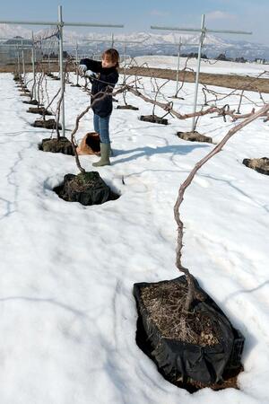 雪が残る中で行われたブドウ棚の修復作業＝１７日、上越市清里区上田島