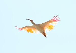 32回目の放鳥で、地元住民らに見守られながら大空を羽ばたくトキ=5月、佐渡市椎泊地区