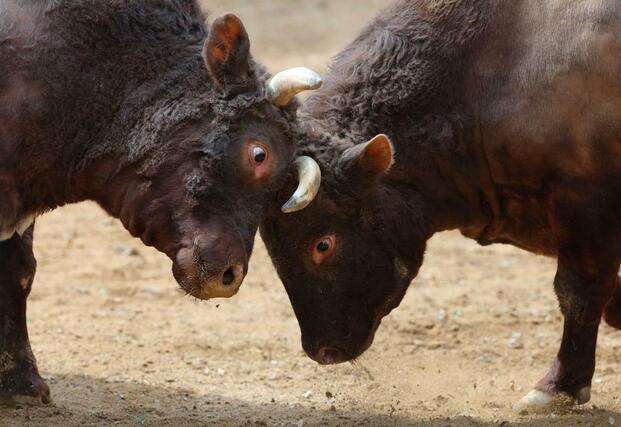 巨体をぶつけ合う牛たちが白熱した取り組みを見せた「牛の角突き」＝３日、小千谷市小栗山
