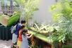 約250株の食虫植物が並ぶ企画展=21日、新潟市秋葉区