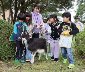 飼育するヤギに興味津々の行谷小の児童たち=佐渡市新穂正明寺