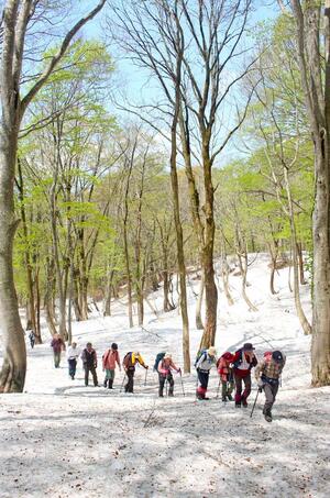 雪が残るブナの原生林を歩く参加者ら=村上市