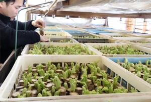 プレハブの中で芽吹くタラの芽。緑の新芽が鮮やかだ=十日町市丙