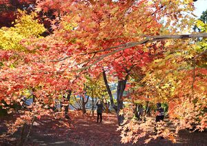 紅葉が見頃を迎えているもみじ園＝１２日、長岡市朝日