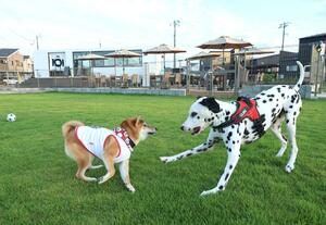 ドッグランで駆け回る犬たち。バル(奥)と隣接している=上越市土橋