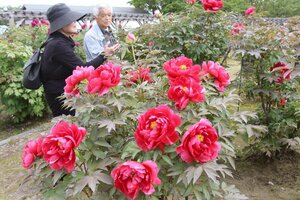 色鮮やかなボタンの花が咲く「ぼたん百種展示園」=五泉市赤海