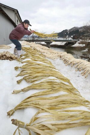 コウゾの束を雪上に並べる雪ざらしの作業＝長岡市小国町小栗山