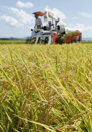　収穫期を迎えたコメ＝２０２５年８月、新潟県三条市