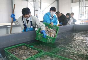 県や市職員と協力して海洋深層水にカキを入れる加茂湖漁協の業者ら=4月2日、佐渡市多田