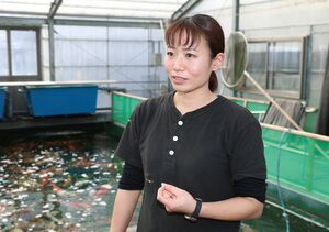 養鯉場で働く五十嵐樹里さん=長岡市滝谷町の五十嵐養鯉場
