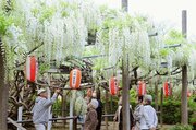 甘い香りに包まれて…燕市・安了寺で樹齢350年の白藤が見頃　人手不足で恒例の茶会は見送り