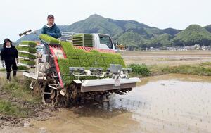 一般栽培が始まった新品種「なつひめ」の田植え＝３０日、新潟市西蒲区