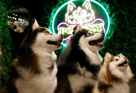 ポンスキーの犬カフェ人気 来店客を魅了、千葉 | 新潟日報