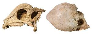 発見されたパキケファロサウルス類の頭部の化石。右は上面(研究グループ提供)