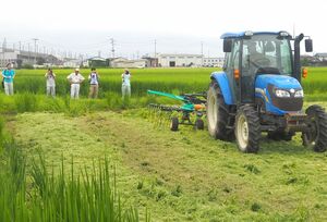 飼料専用稲「つきはやか」の刈り取りを見学した栽培研修会=8月6日、三条市