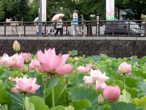 高田城址公園の外堀に咲くハス=7月12日、上越市