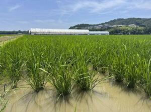 夏に収穫を迎える四国地方の「早場米」の田んぼ=6月