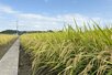 コメの高温耐性品種「ひなた舞」の稲穂＝２０２５年１０月、宮崎市（宮崎県提供）