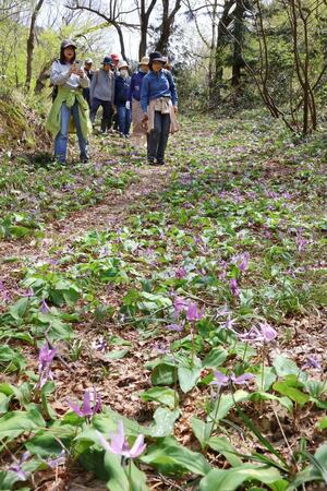 カタクリの群生地を散策したツアー＝１９日、胎内市持倉