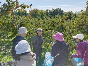 おけさ柿の収穫を体験する旅行プランの参加者=佐渡市羽茂地区(JA佐渡提供)