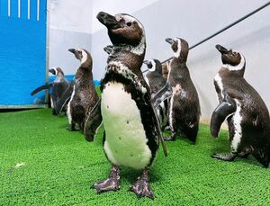のとじま臨海公園水族館から移送後、元気な様子を見せるマゼランペンギン=1月31日、上越市五智2の市立水族博物館うみがたり