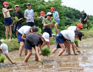 酒米の苗を植える大潟町小の児童たち=6月6日、上越市柿崎区水野